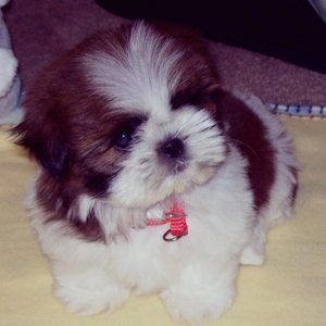 Meet your Posher, Teddy